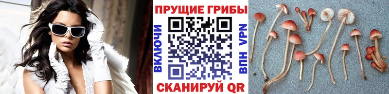 купить наркотик  Белоозёрский  darknet телеграм  Галлюциногенные грибы мицелий 